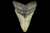 Fossil Megalodon Tooth - North Carolina #109898-1